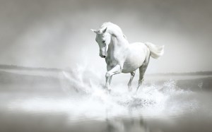 White-Horse-horses-35203666-1920-1200